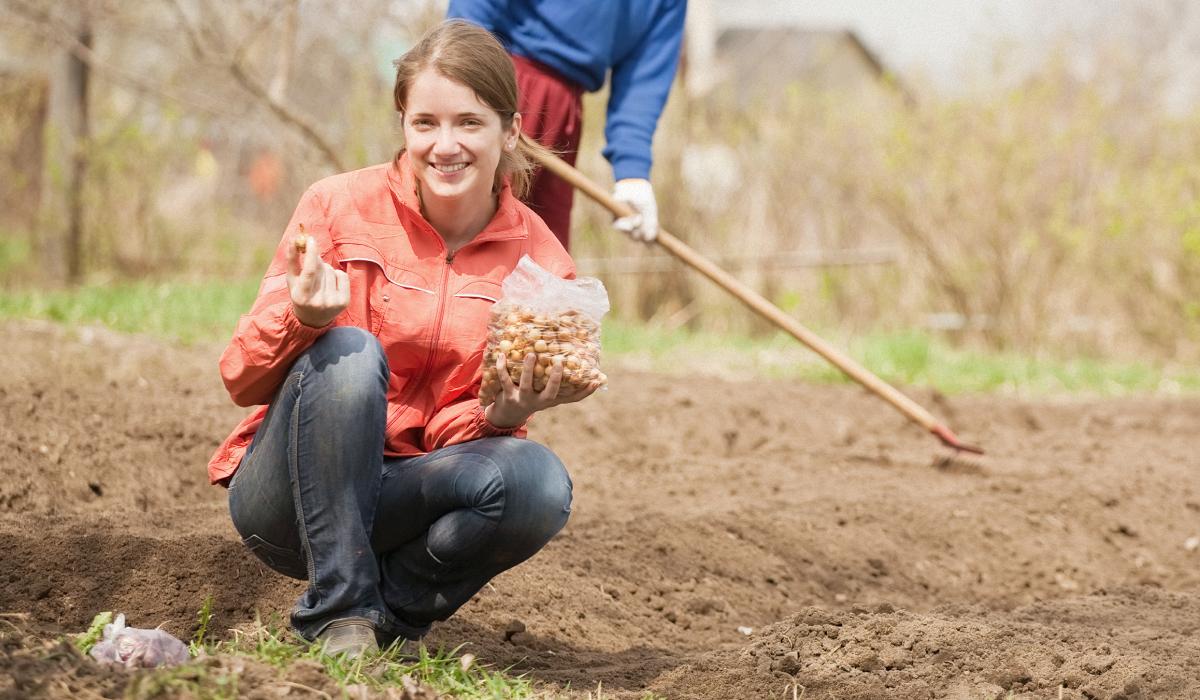 Що не можна садити після цибулі
