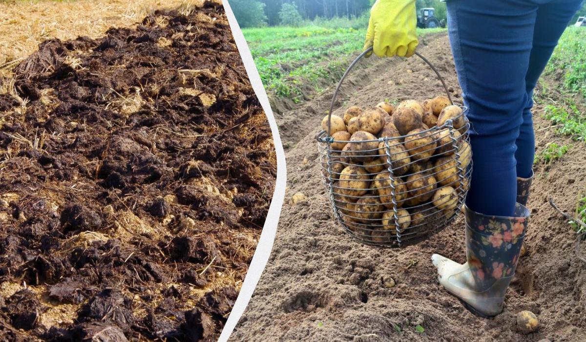 Чим обробити картопляне поле восени