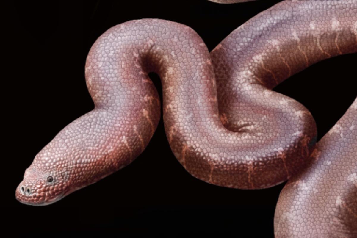 Scoperta sensazionale in Gran Bretagna: la zmeia paradossale rivela i suoi segreti dopo 40 anni di mistero