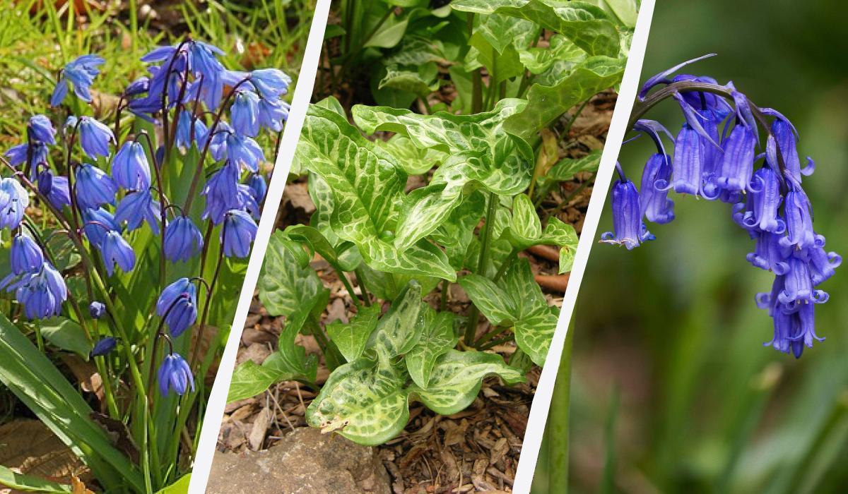 5 Piante Bulbose da Evitare nel Tuo Giardino: Scopri le Alternative Sicure e Sostenibili