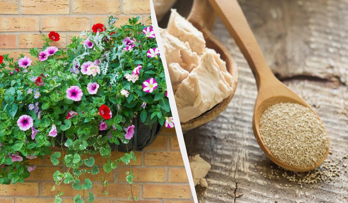 чем подкормить петунию чем подкормить петунию