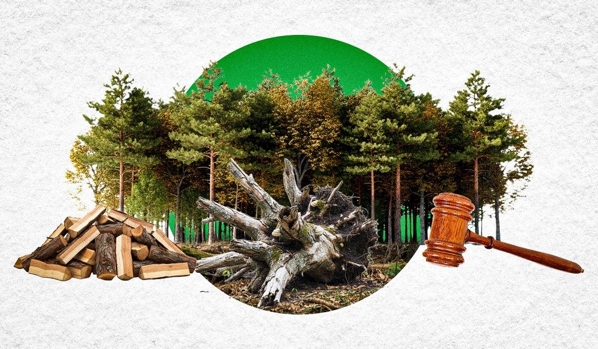 Можно ли брать поваленные деревья в лесу: юрист объяснила, за что может быть штраф