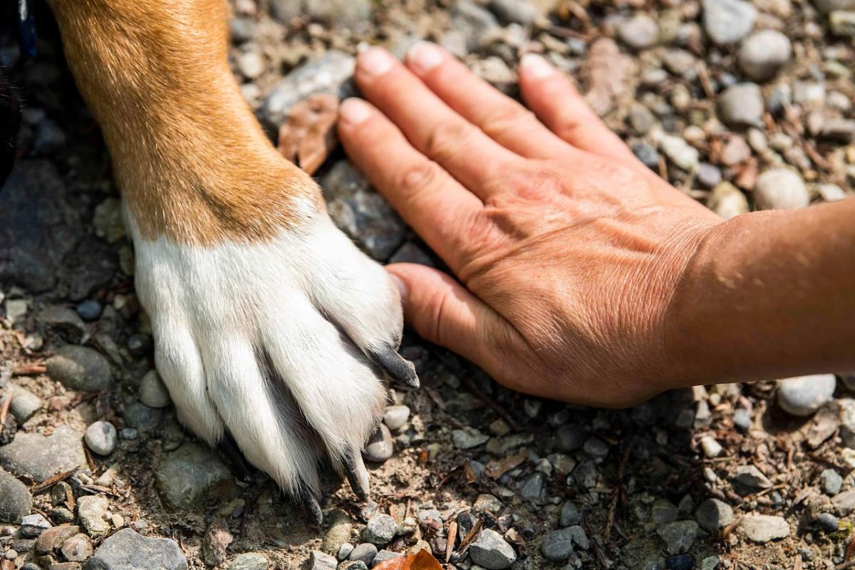I Cani e lo Stress: Come i Nostri Amici a Quattro Zampe Possono Aiutarci a Gestire l'Ansia