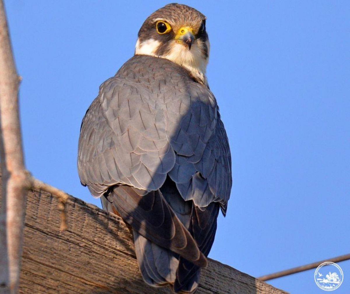 / фото Сергія Домашевського / фото Сергія Домашевського