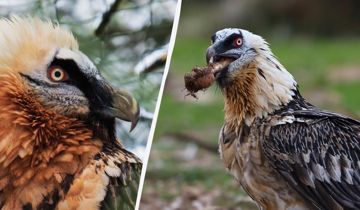 Бородач птица Бородач птица