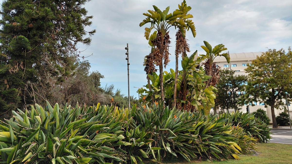 Зелень в Аликанте / фото Марина Григоренко