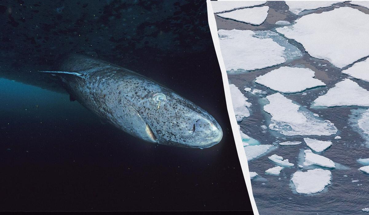 Гренландські акули виявилися найстаршими тваринамі на планеті / колаж УНІАН, фото Вікіпедія