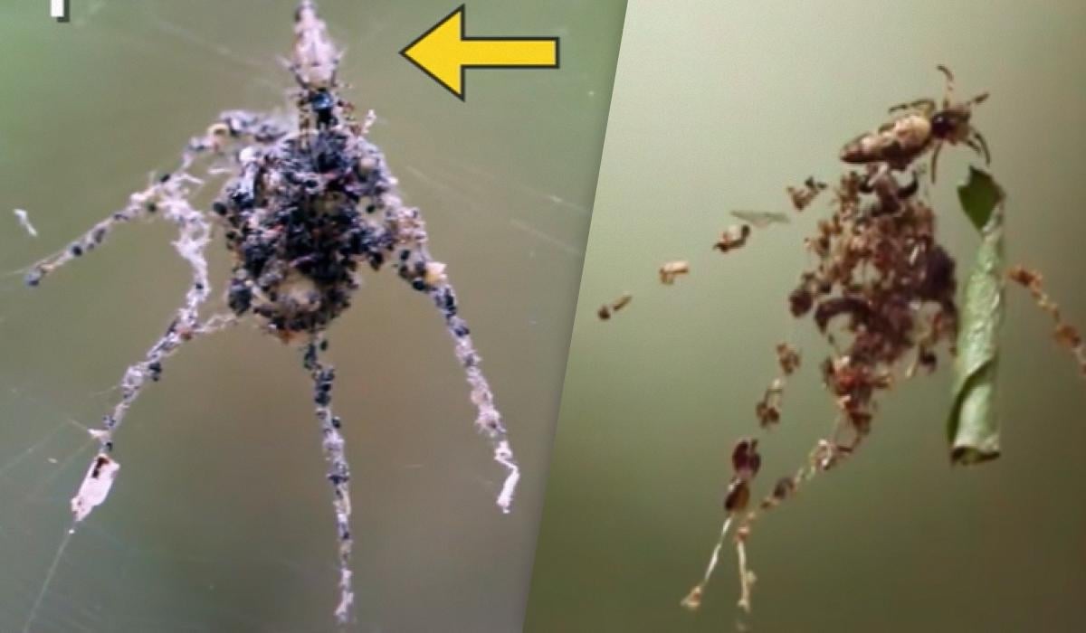 Вчені зафільмували "опудала", які створюють павуки роду Cyclosa / колаж УНІАН, фото скріншот Вчені зафільмували "опудала", які створюють павуки роду Cyclosa / колаж УНІАН, фото скріншот