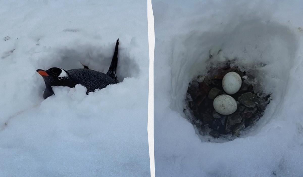 коллаж УНИАН, скриншоты коллаж УНИАН, скриншоты