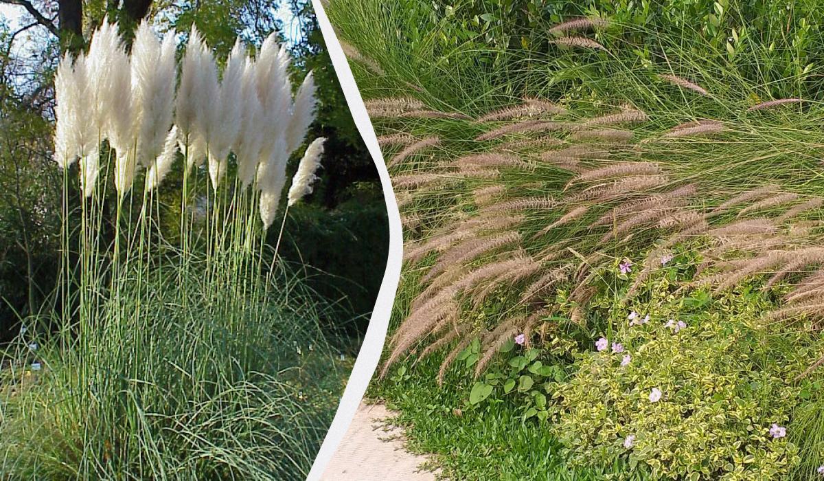 Piante ornamentali: bellezza estetica e rischio di invasività