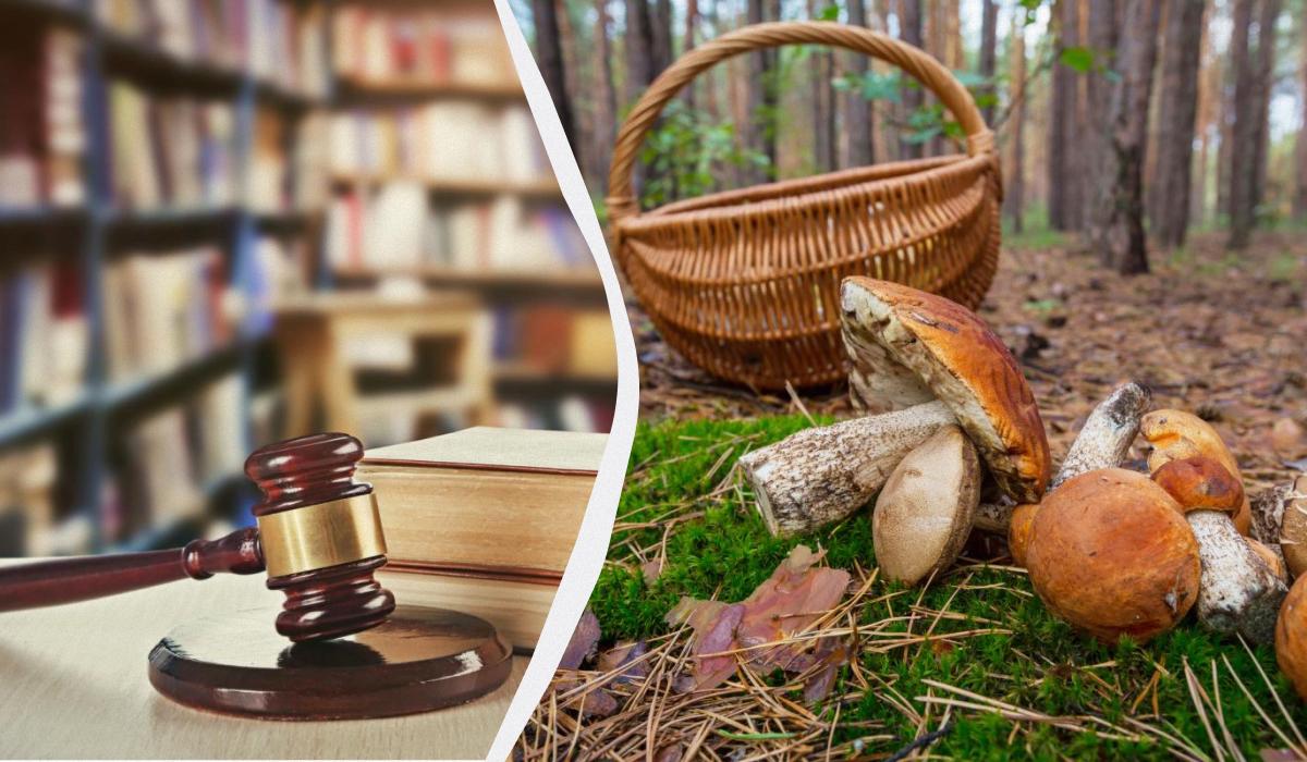 In Ucraina si vieta la raccolta di funghi in determinate aree: chi infrange la norma può essere multato