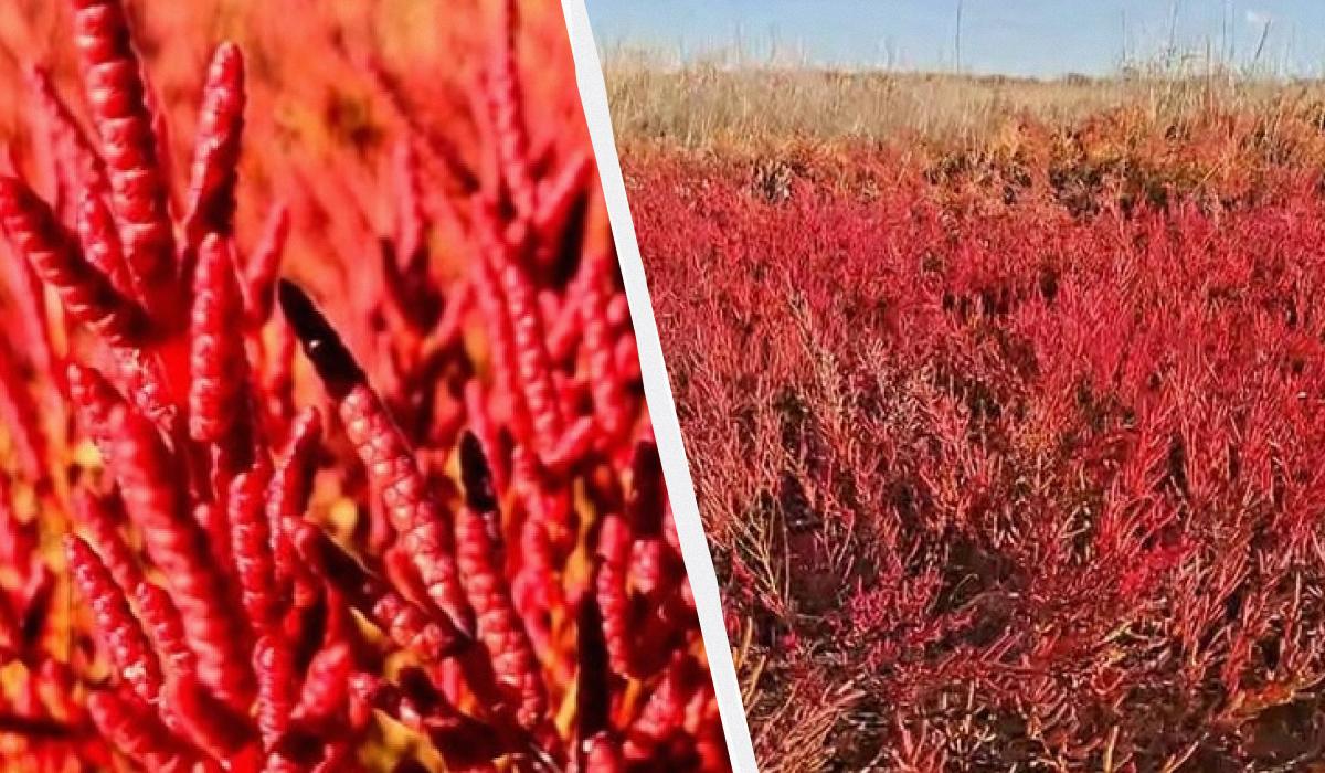 У Нідерландах салати із солонця подають у ресторанах / колаж УНІАН, скріншоти У Нідерландах салати із солонця подають у ресторанах / колаж УНІАН, скріншоти