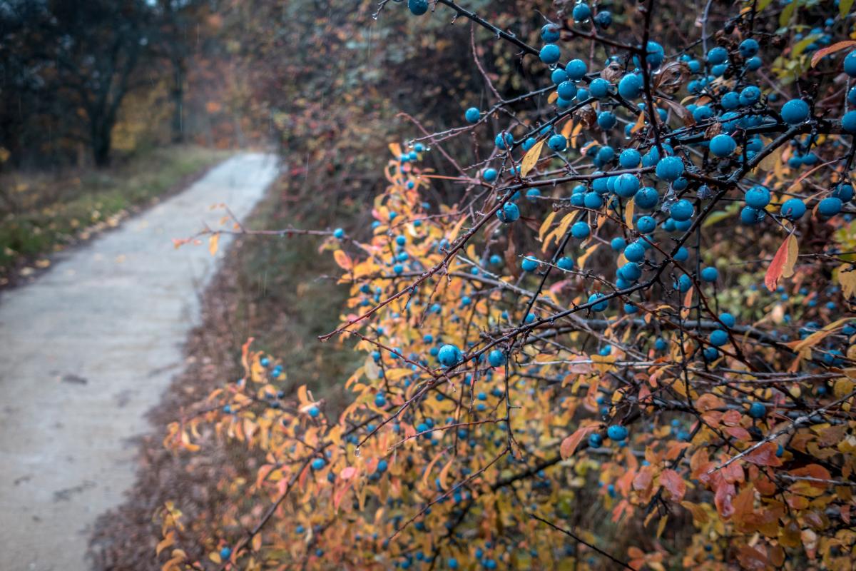 Previsione fredda per il 20 novembre in Ucraina: temperature tra -3°C e +3°C