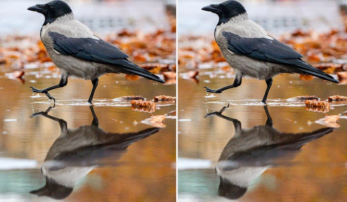 коллаж УНИАН коллаж УНИАН