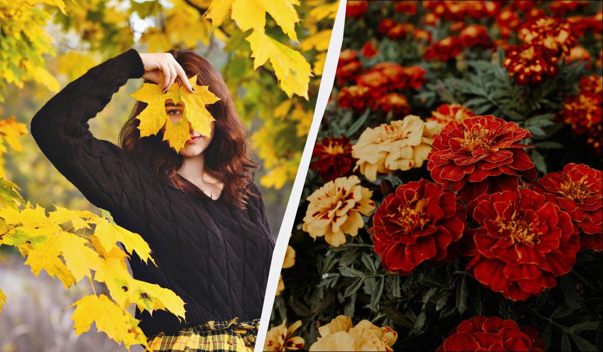 Il 23 novembre 2025: tradizione di congratulazioni agli artisti e preparazione di dolci