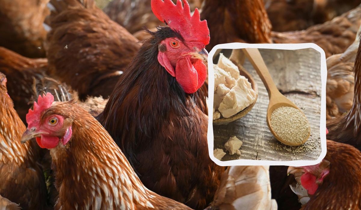 Lievito per galline in inverno: benefici e consigli pratici