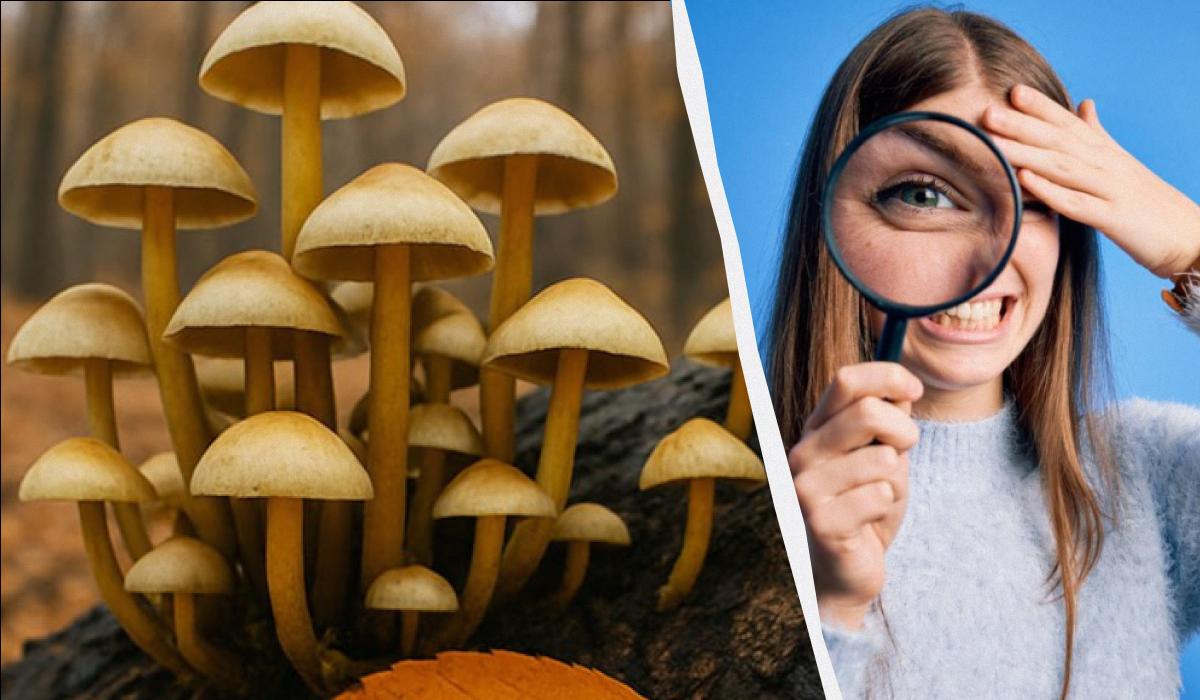 коллаж УНИАН, фото УНИАН, ua.depositphotos.com коллаж УНИАН, фото УНИАН, ua.depositphotos.com