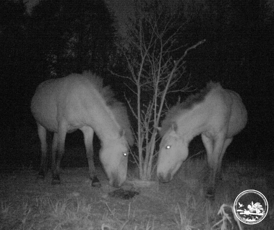 Ффото - Чорнобильський радіаційно-екологічний біосферний заповідник