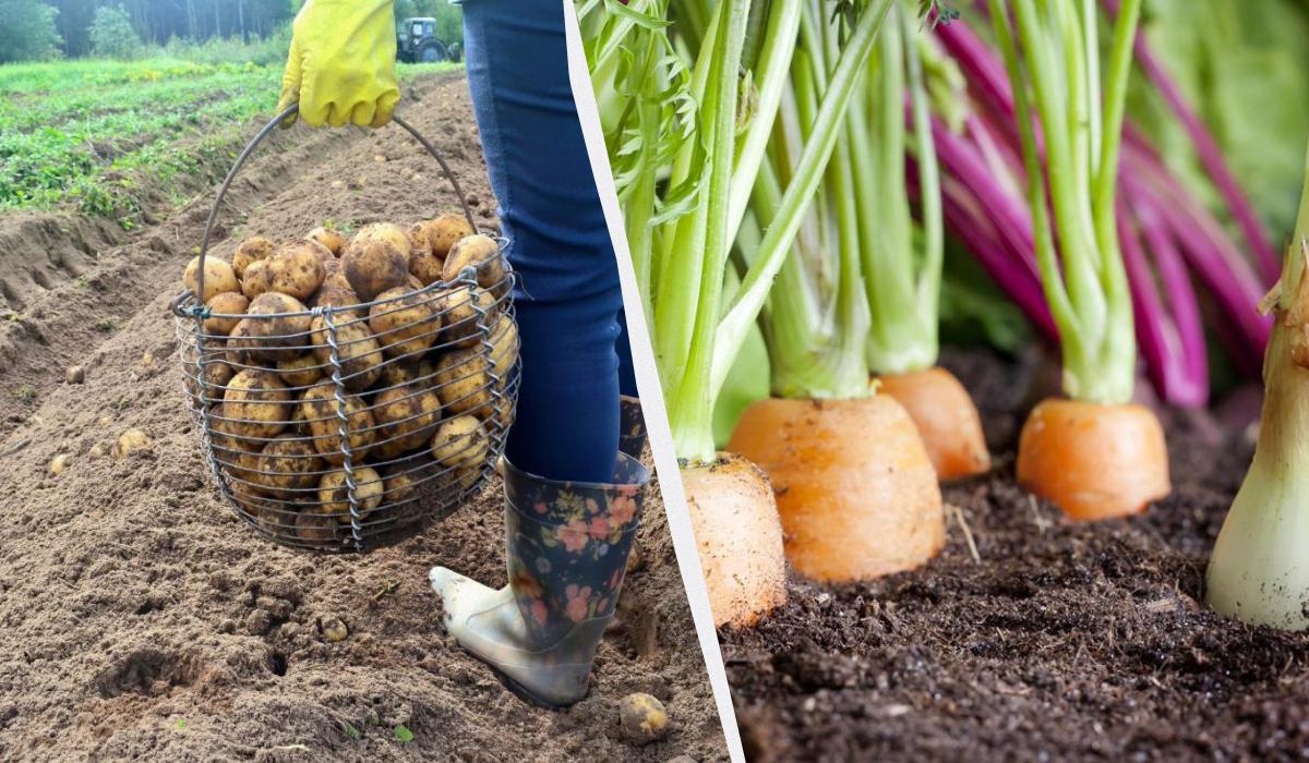 Dopo le patate: 7 ortaggi da evitare l'anno successivo per preservare la resa