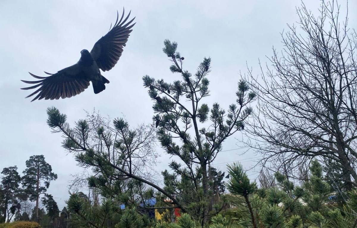 12фото УНИАН, Надя Пришляк 12фото УНИАН, Надя Пришляк