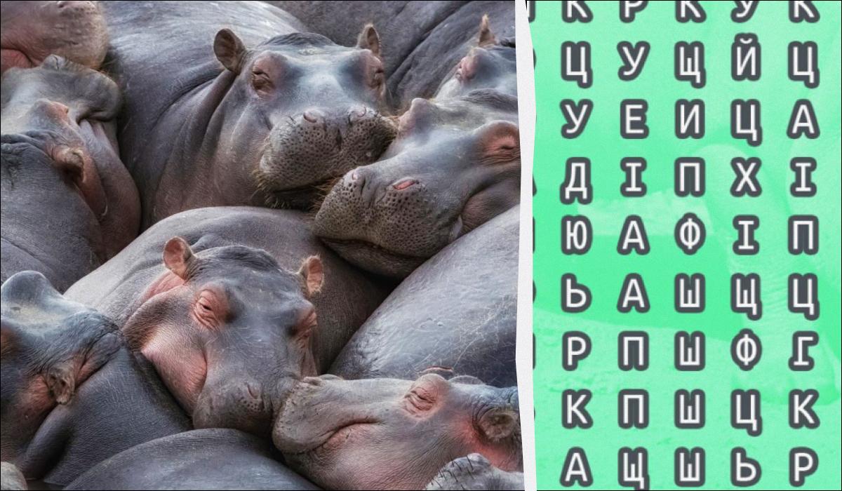 Il 98% delle persone non trova la parola ippopotamo in 12 secondi: risultato di uno studio