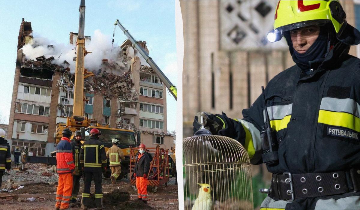 Папуга понад добу провів під завалами / колаж УНІАН, фото ДСНС