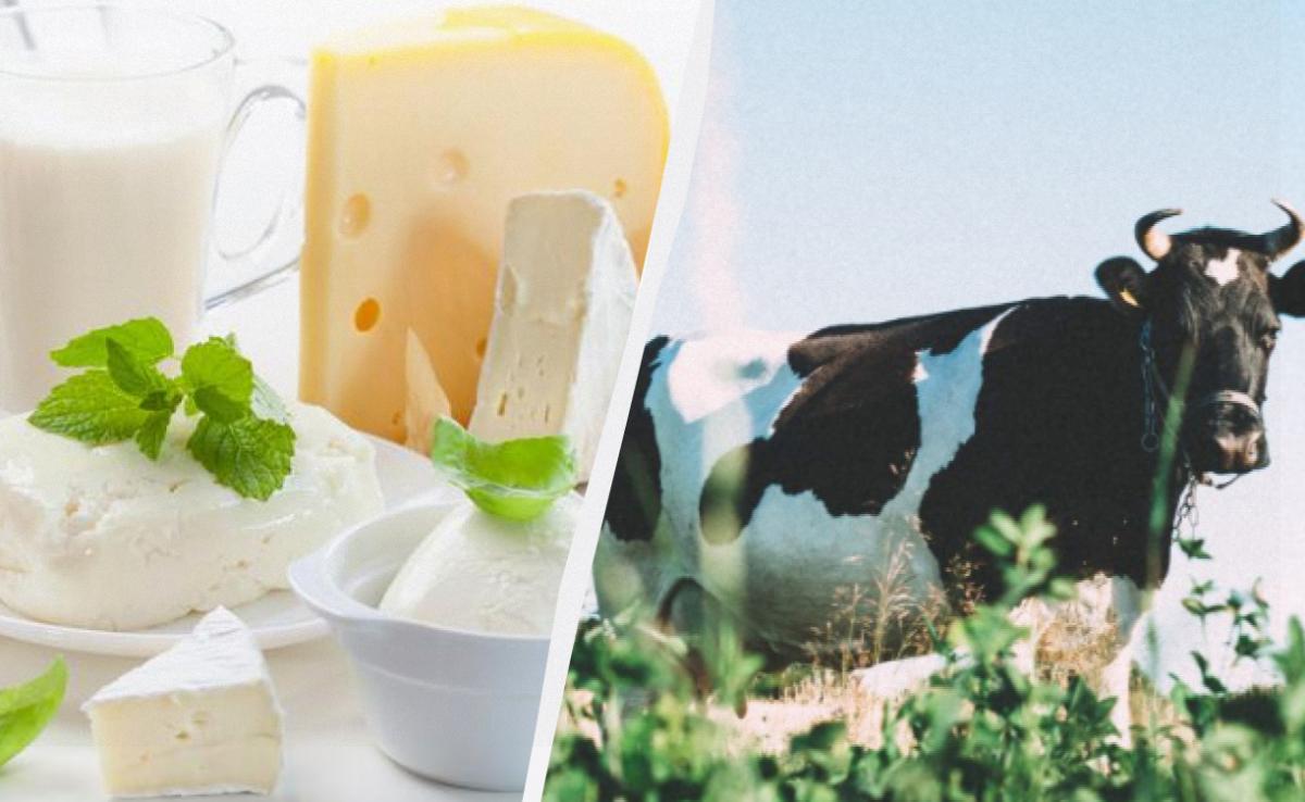 Clima in aumento: i cambiamenti climatici minacciano la produzione di latte e formaggi