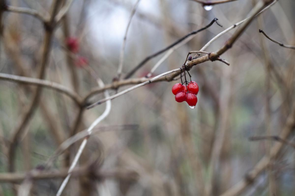 Temperatura media di dicembre tra 1 e 5 gradi sotto zero, secondo le previsioni meteorologiche