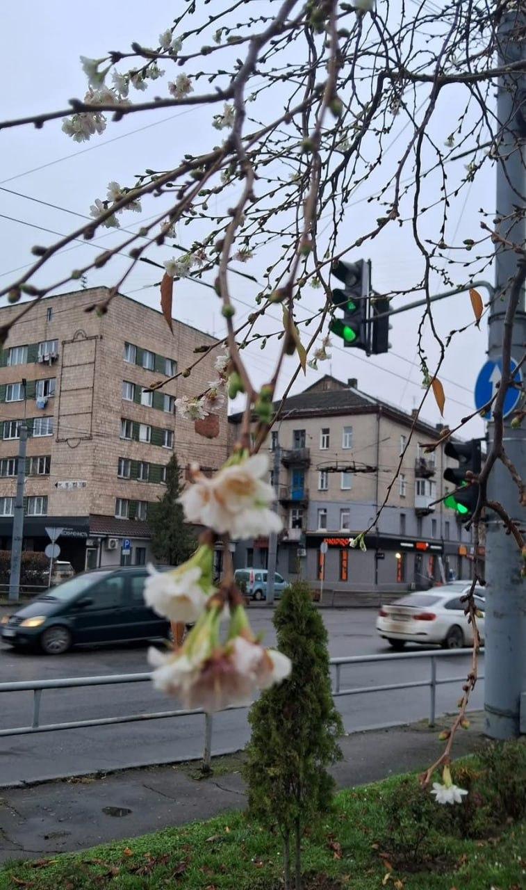 Сакура зацвіла в Луцьку / Фото: t.me/konkurentinua