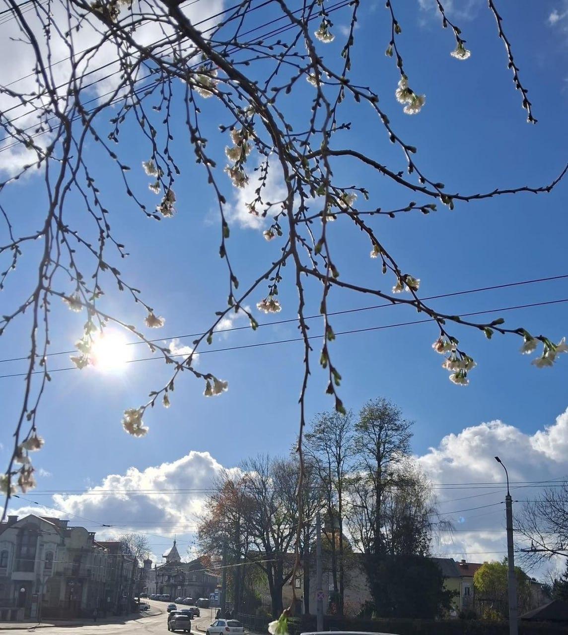 Сакура зацвіла в Луцьку / Фото: t.me/konkurentinua