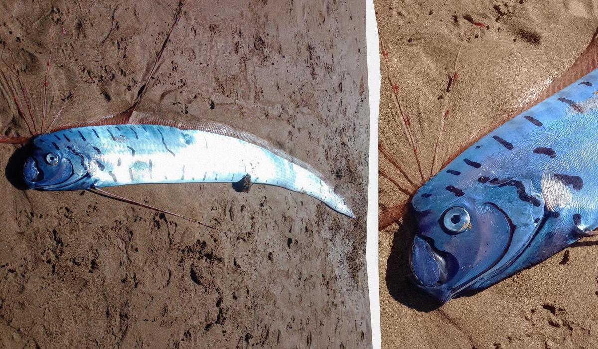 На пляж Тасмании выбросило гигантского вестника бедствия: что это за существо