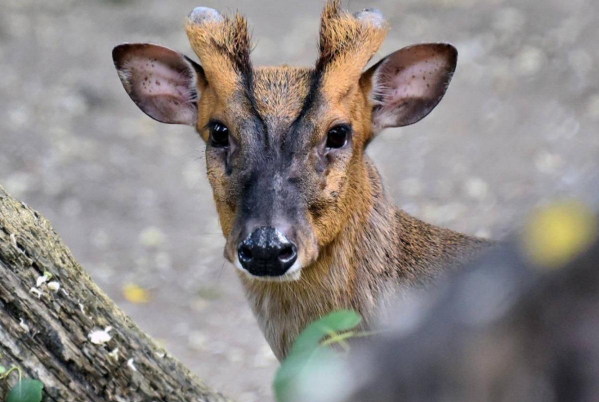 Окрім оленя, також поранення отримали черепаха та крокодил / Фото: t.me/KyivCityOfficial