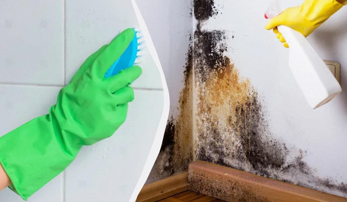 як позбутися чорної цвілі на стінах