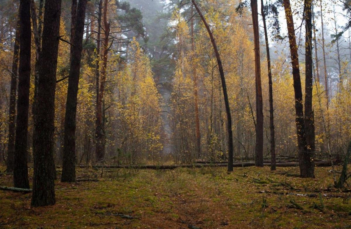 У деяких місцях зони відчуження ліс наступає, територія покинутих населених пунктів вкривається рослинністю / фото - Чорнобильський радіаційно-екологічний біосферний заповідник
