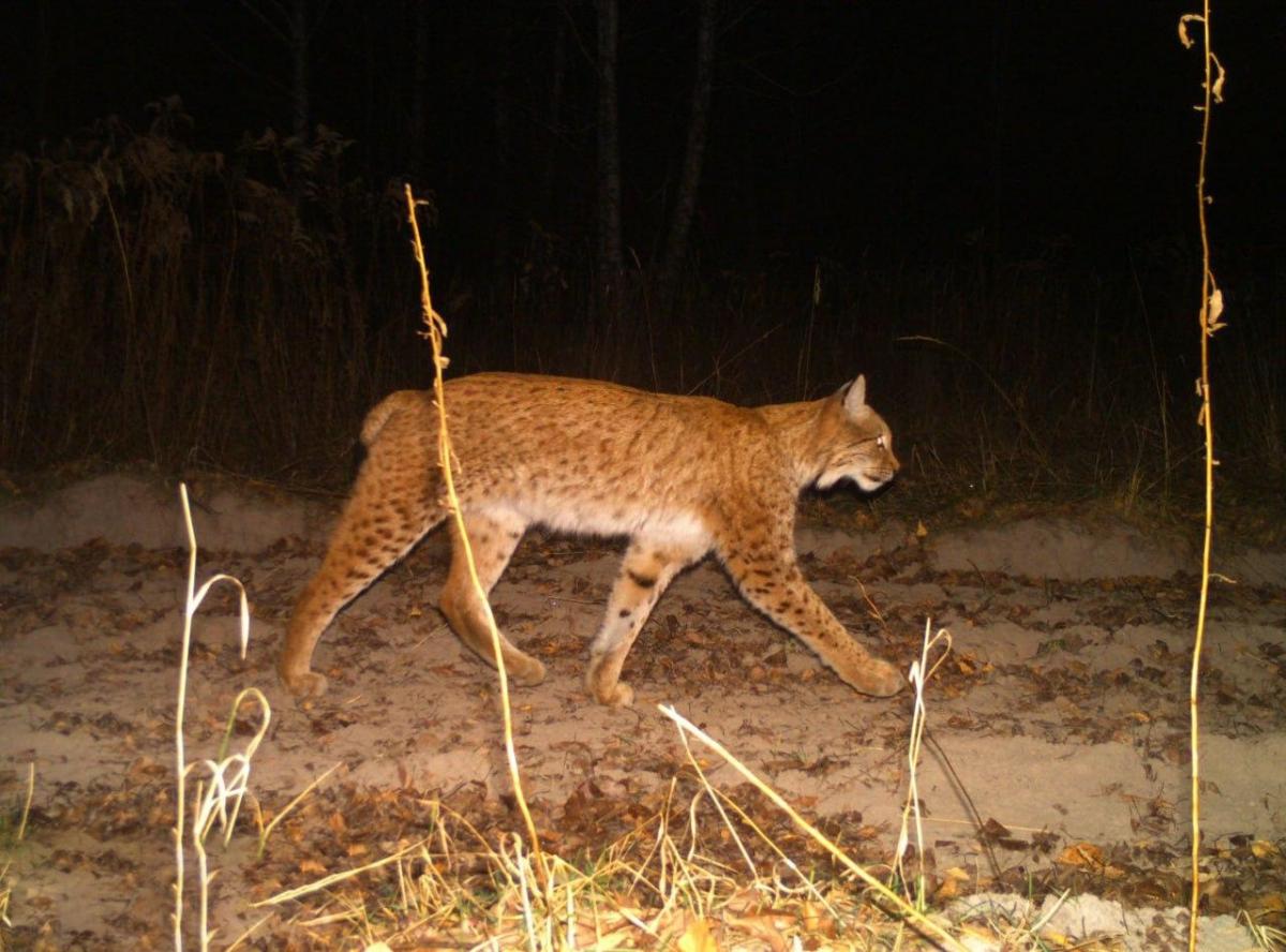 Швидкість відновлення популяції рисі в зоні відчуження невисока, каже науковець / фото - Чорнобильський радіаційно-екологічний біосферний заповідник