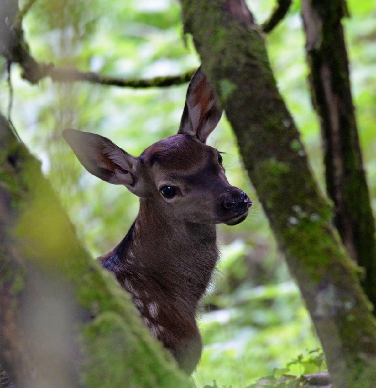 Кількість тварин з 1998 року поблтзу ЧАЕС збільшилася / фото - Чорнобильський радіаційно-екологічний біосферний заповідник