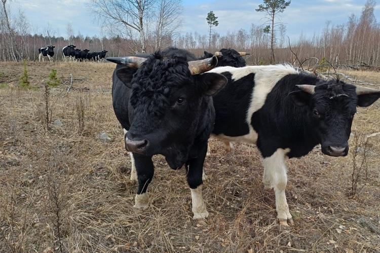 фото - Держагентство з управління зоною відчуження
