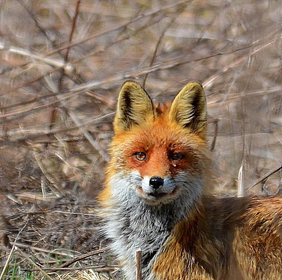фото - Чорнобильський радіаційно-екологічний біосферний заповідник