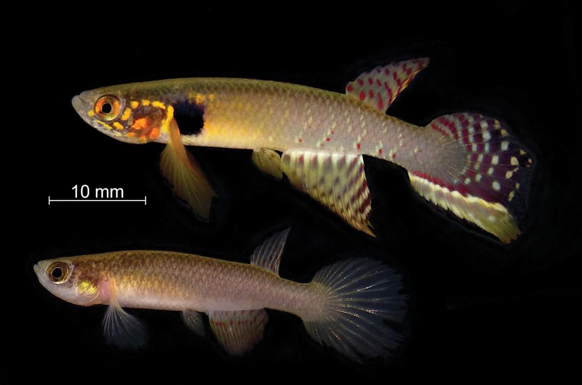 /Фото зі статті "Rediscovery of a thought to be extinct beauty", журнал Nature Conservation (2024), CC BY 4.0.