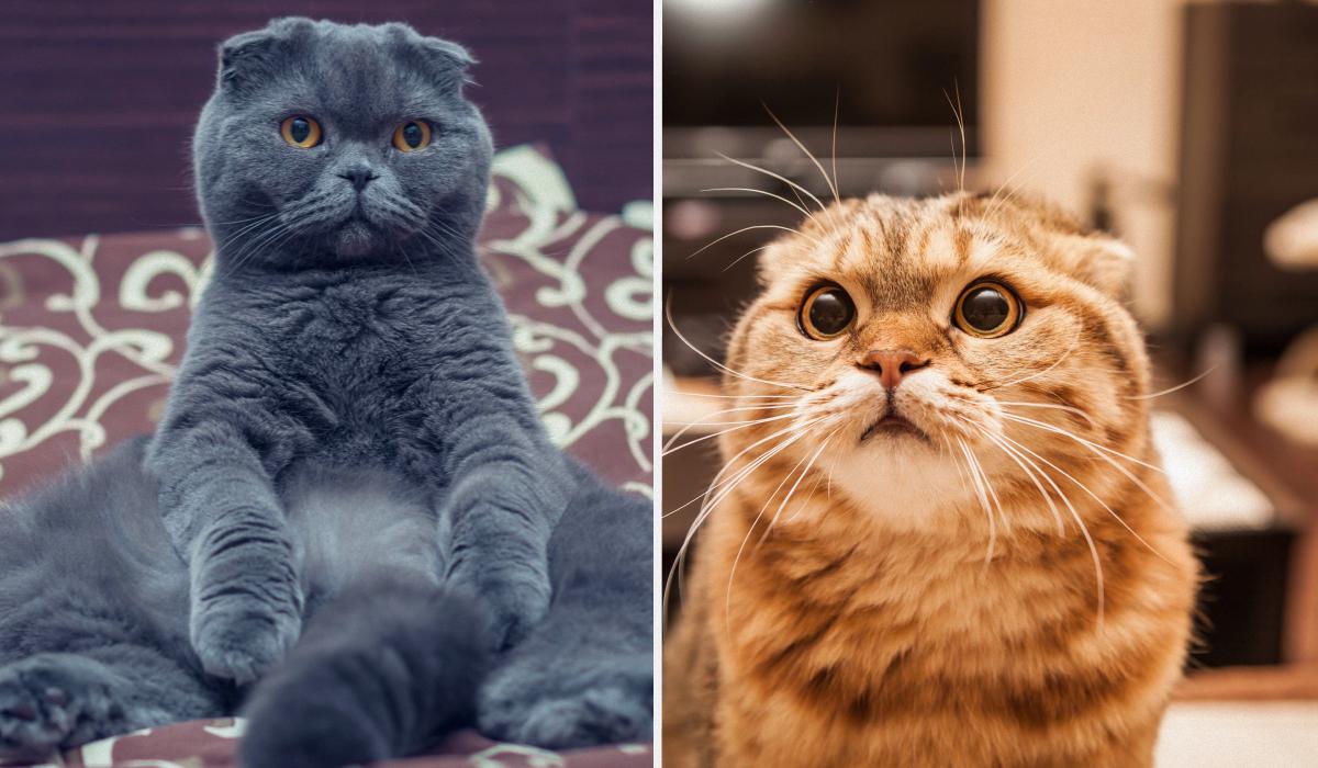 Чому кішка чіпає мене лапою