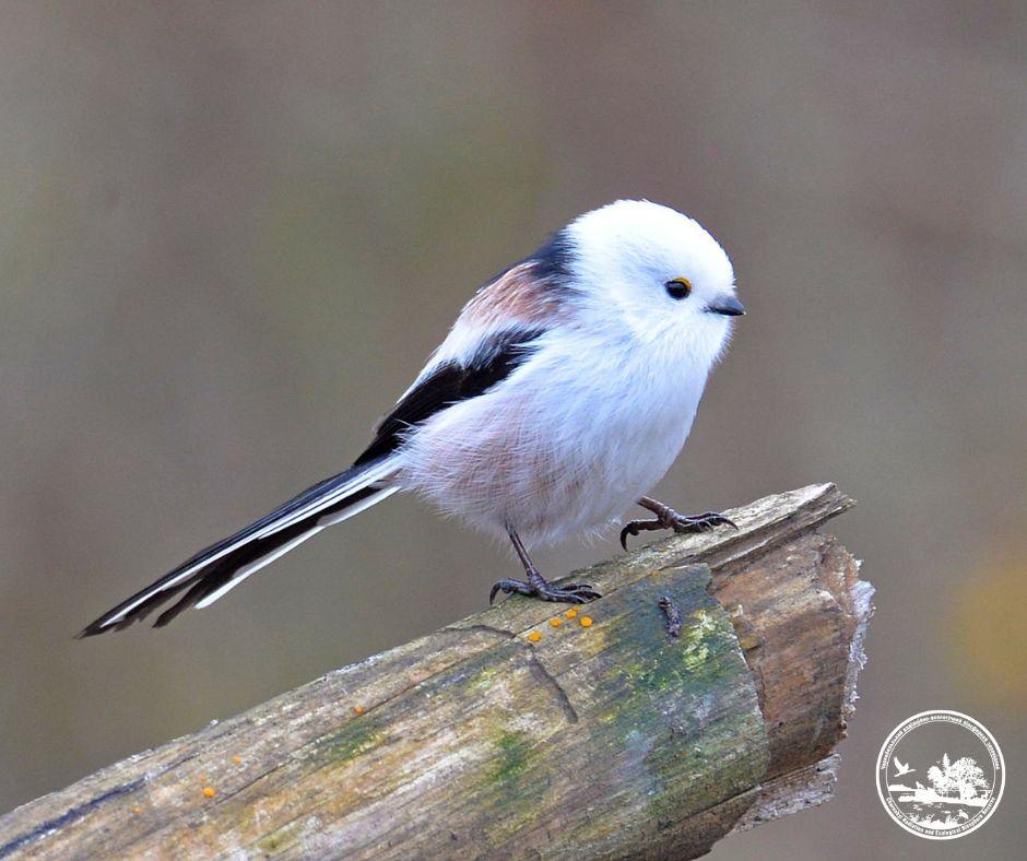 Біля Чорнобиля зафіксували крихітну цікаву пташку