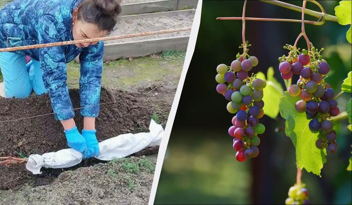 при какой температуре укрывать виноград при какой температуре укрывать виноград