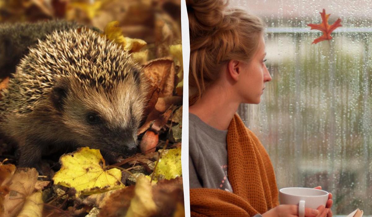 колаж УНІАН, фото pxhere.com, ua.depositphotos.com