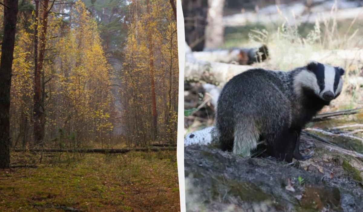 Animale misterioso con strutture simili a stanze osservato vicino a Chernobyl
