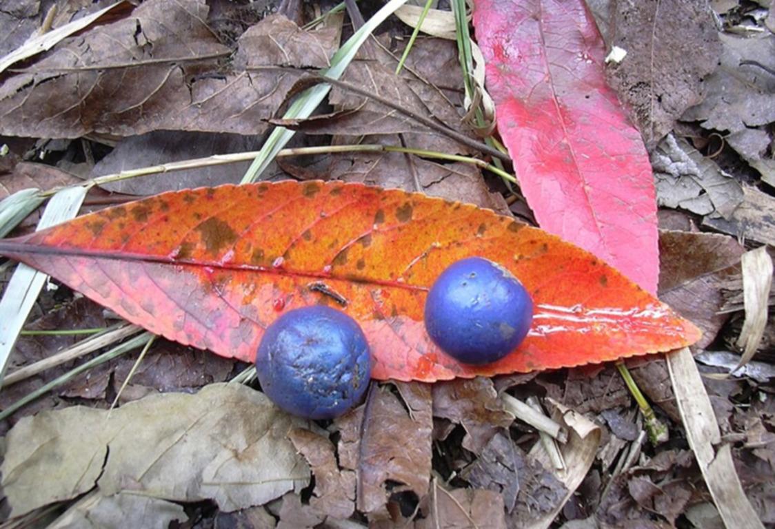 фото - Вікіпедія фото - Вікіпедія