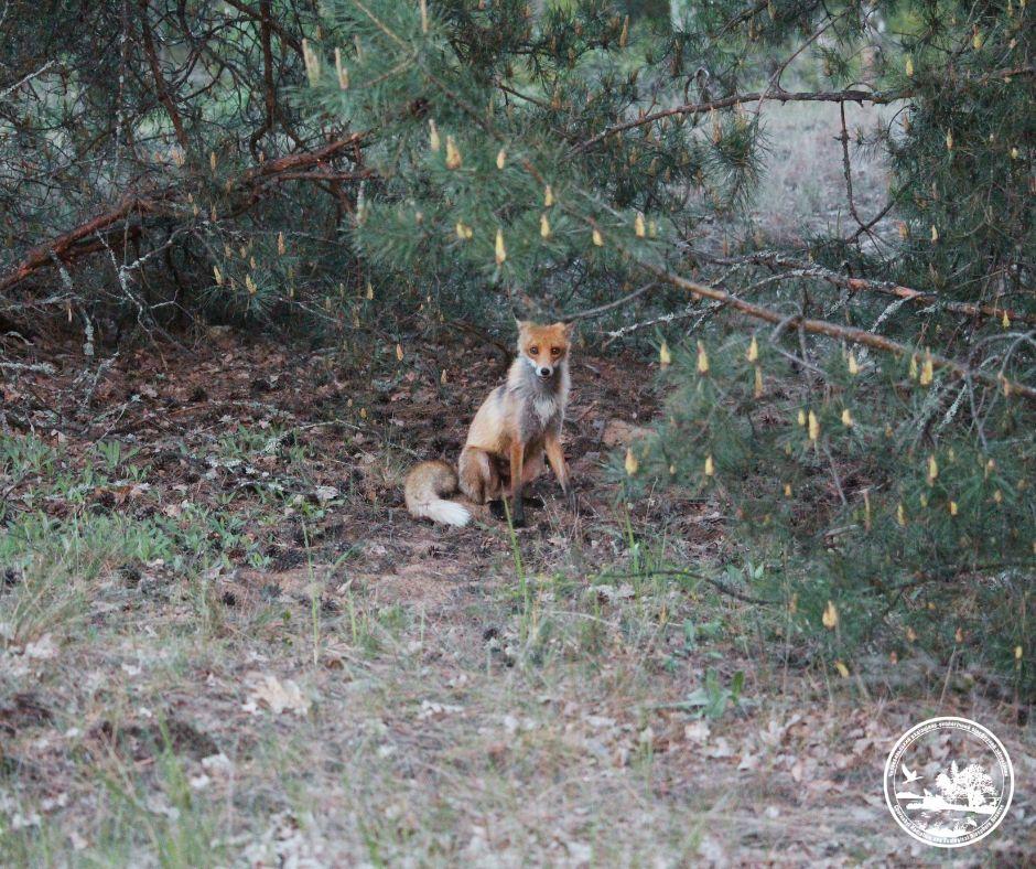 Пильний погляд з-поміж сосен: в районі Чорнобиля зафіксували цікавого хижака