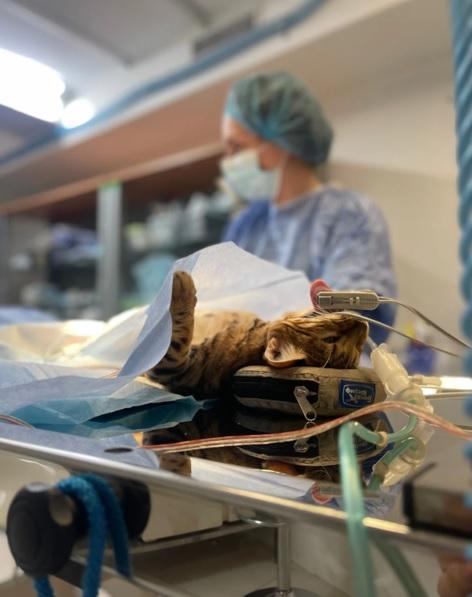 Як проходить операція - стерилізація кішки та як підготувати улюбленця