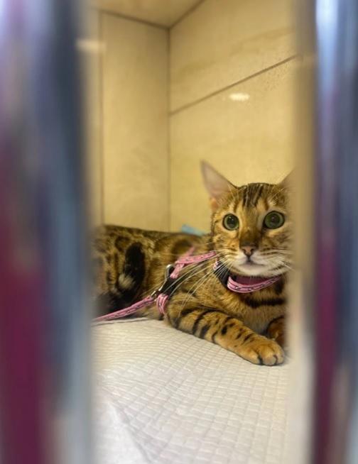 Як проходить операція - стерилізація кішки та як підготувати улюбленця