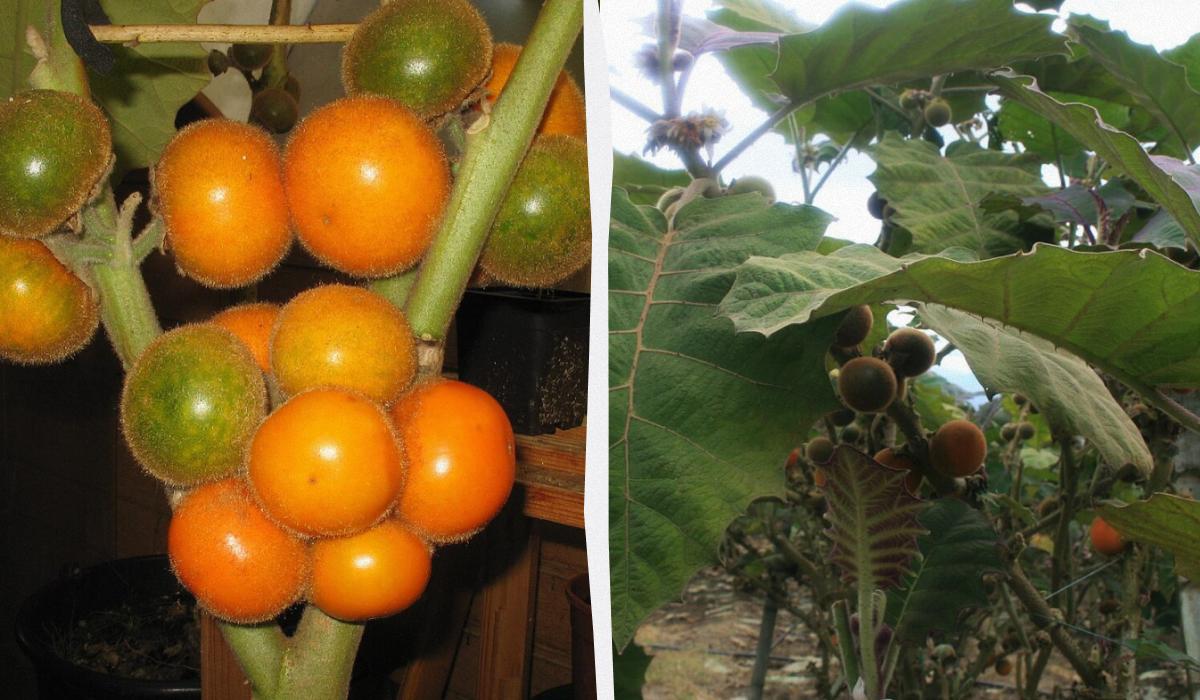 колаж УНІАН, фото Wikipedia