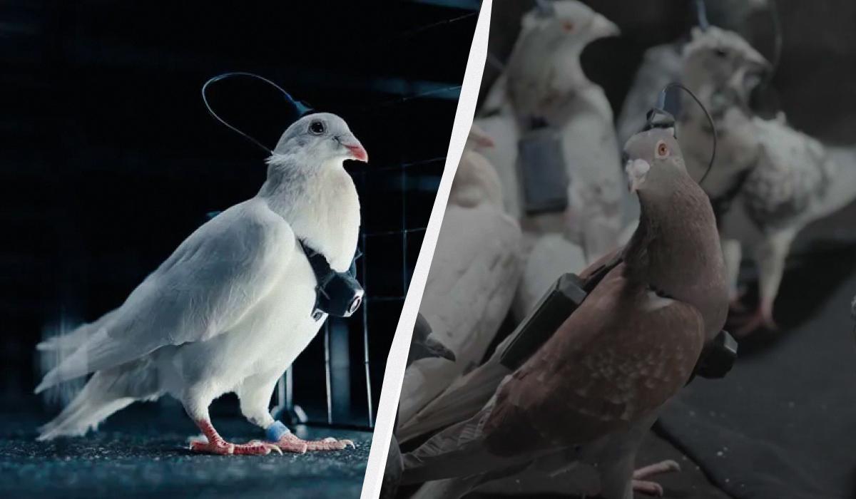 Россия превращает голубей в управляемые "биодроны", которые смогут незаметно шпионить за объектами / коллаж УНИАН, фото Neiry